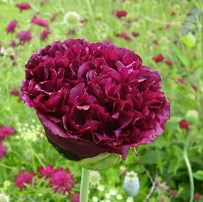 Papaver somniferum black paeony slaapbol