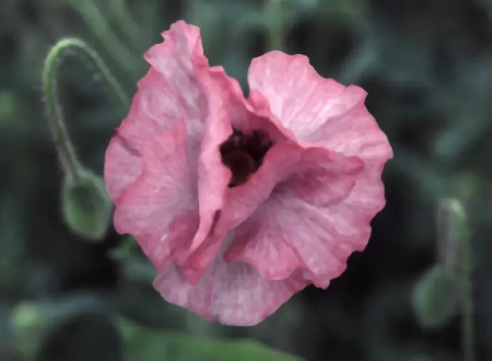 Papaver rhoeas Shirley Double