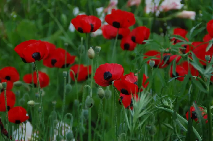 Papaver commutatum ladybird