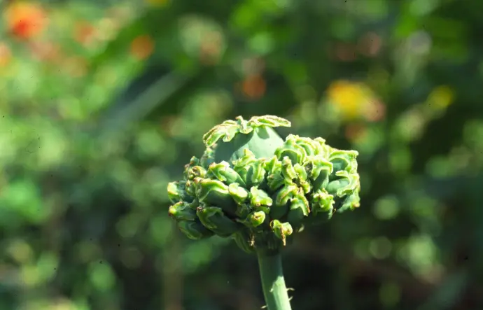 Papaver somniferum Hen&Chickens slaapbol