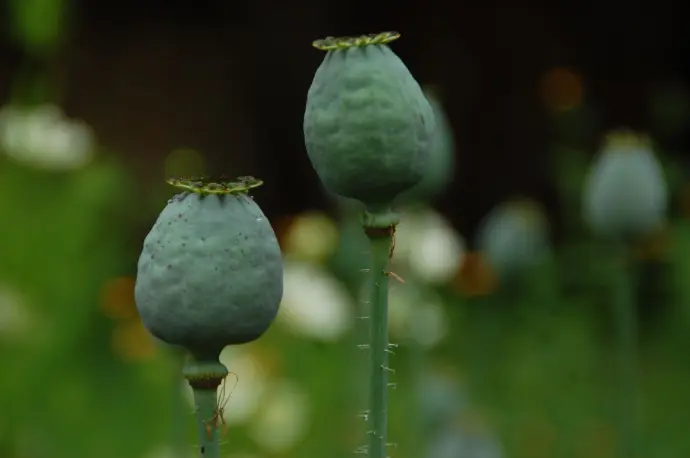 Papaver somniferum giganteum slaapbol
