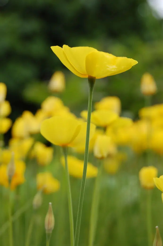 Eschscholzia californica Sundew