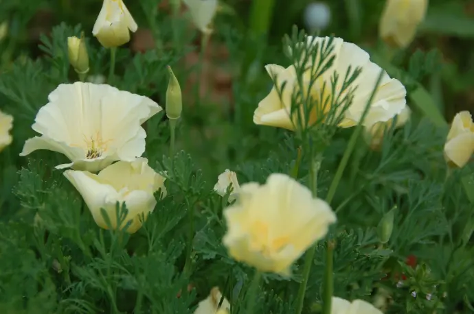 Eschscholzia californica Milky white