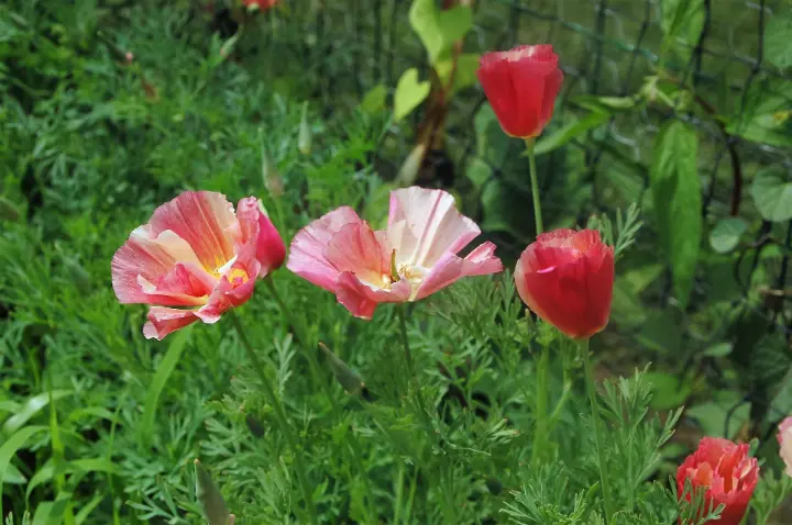 Eschscholzia californica slaapmutsje