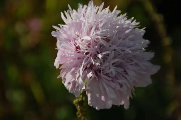 Papaver somniferum Laciniatum slaapbol