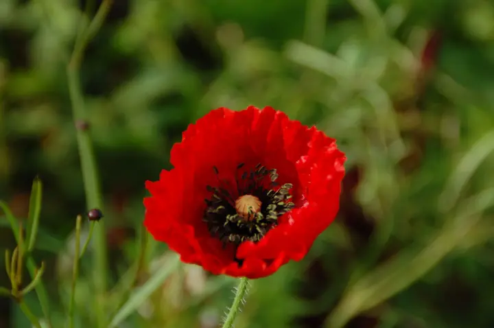 Papaver Rhoeas klaproos