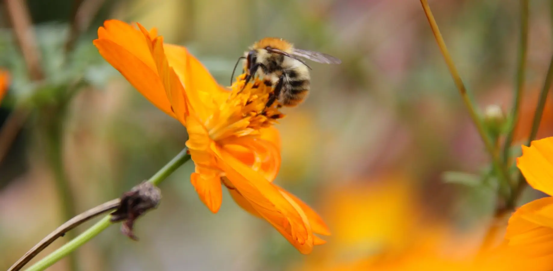 bij Cosmos sulphureus