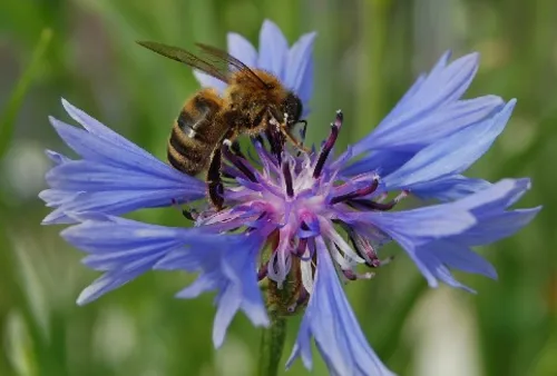 bij centaurea cyanus