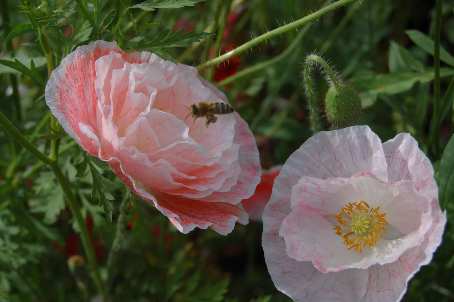 bij papaver rhoeas Falling in love