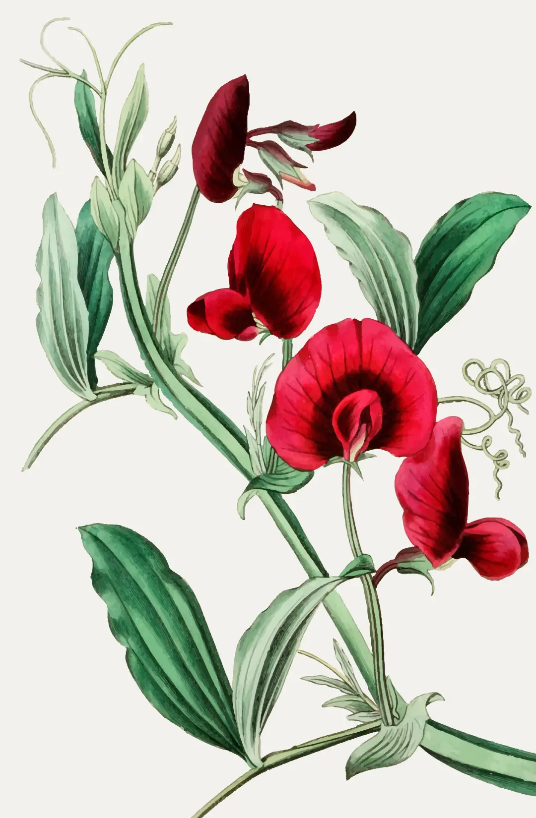 oude prentkaart Lathyrus