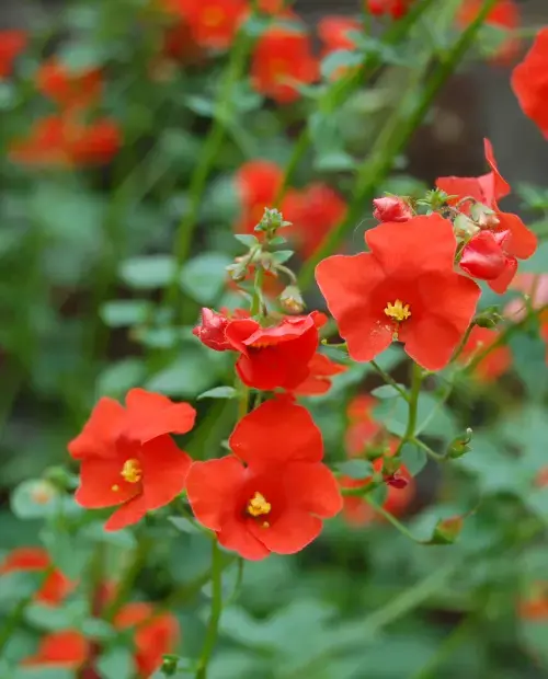 Alonsoa meridionalis 098.webp