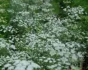 ammi majus.webp