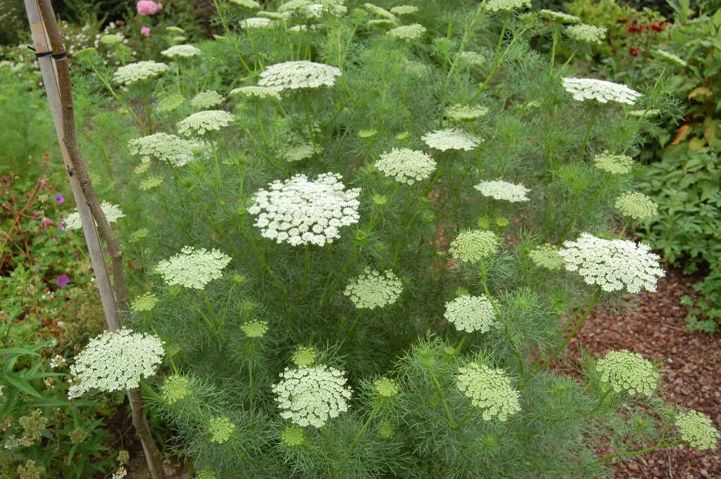 AmmiVisnaga (1).webp