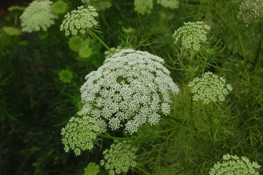 ammi visnaga 010.webp