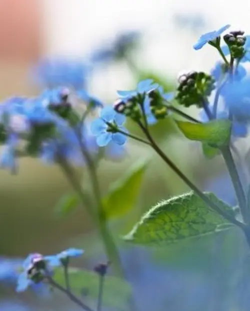 Anchusa capensis 'Blue Angel'.webp