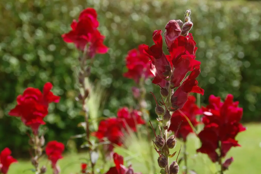 Antirrhinum Black Prince.2.webp