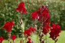 Antirrhinum Black Prince.2.webp