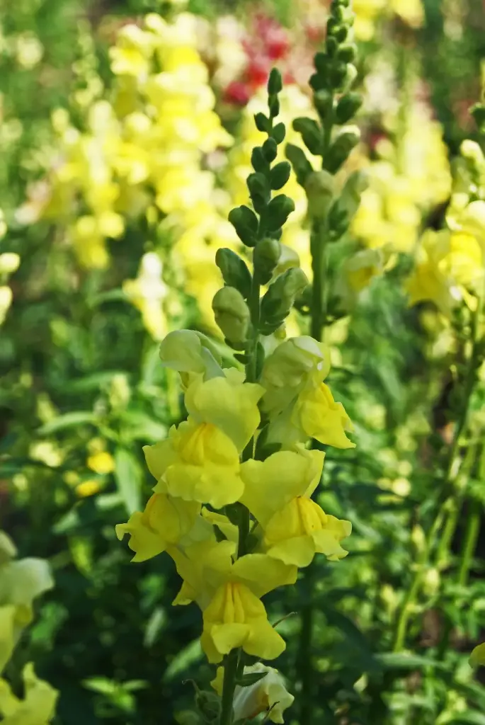 030.14 Antirrhinum majus maximum Canary Bird (2).webp