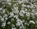 Hesperis matronalis_Albiflora.webp