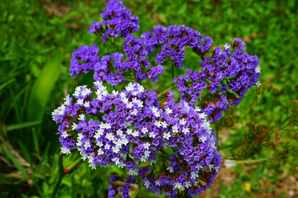 hans-winged-sea-lavender-375588_1920.webp
