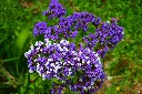 hans-winged-sea-lavender-375588_1920.webp