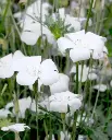 Agrostemma_SnowQueen.webp