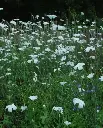 Agrostemma_SnowQueen01.webp
