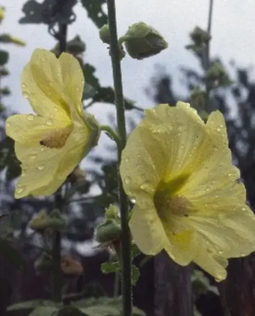 Alcea ficifolia sulph.webp