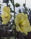 Alcea ficifolia sulph.webp