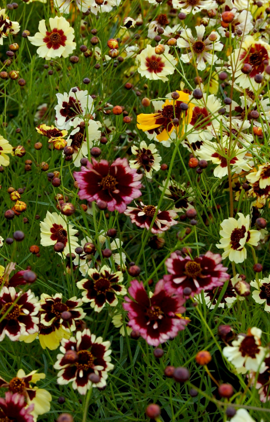 Coreopsis tinctoria 'Incredible Dwarf'