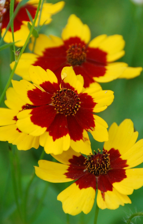 Cosmidium burridgeanum 'Brunette'