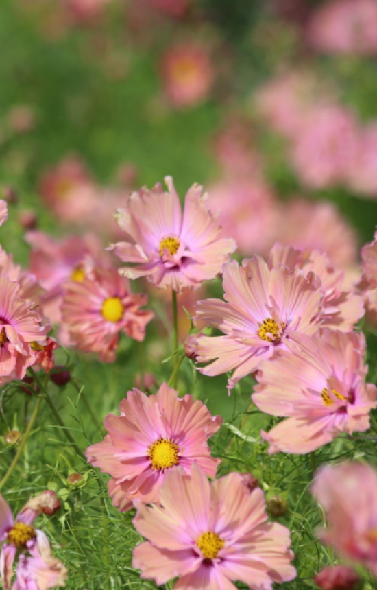 Cosmos bipinnatus 'Apricotta'