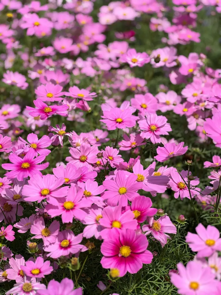 Cosmos bipinnatus 'Rosetta'