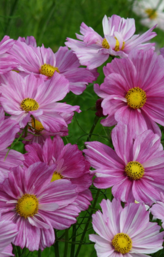 Cosmos bipinnatus 'Rosetta'