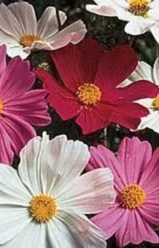 [DC-514] Cosmos bipinnatus 'Sensation Mix' 