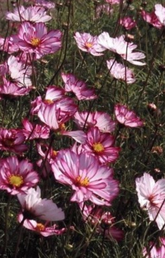 Cosmos bipinnatus 'Sensation Picotée' 