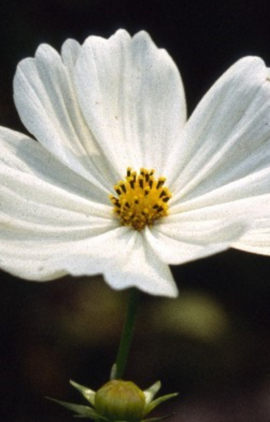 Cosmos bipinnatus 'Sensation Purity'