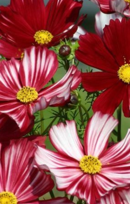 [DC-515] Cosmos bipinnatus 'Velouette'