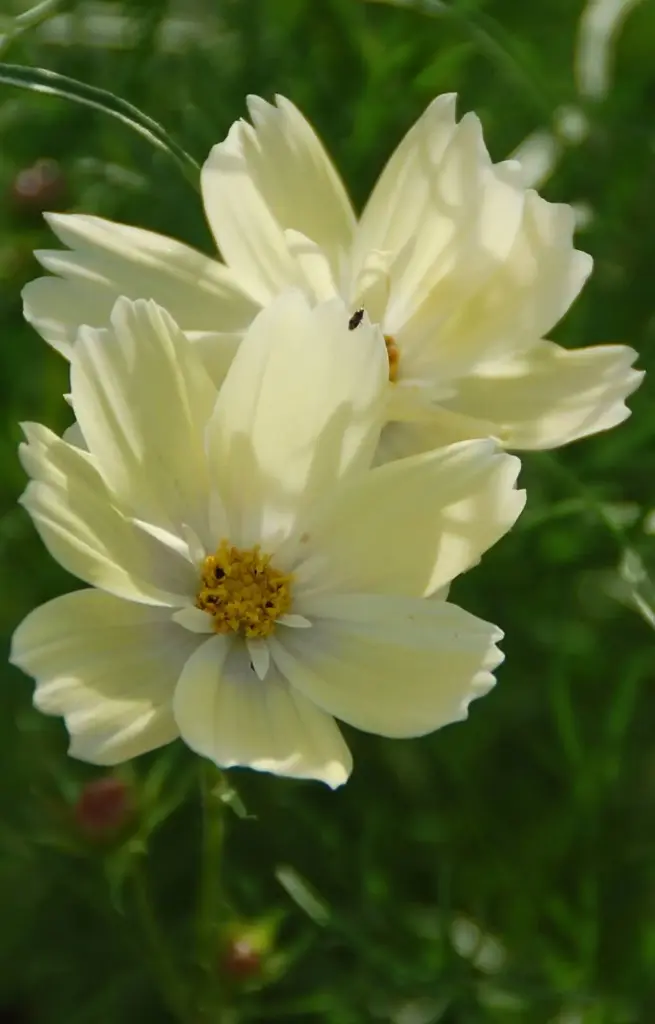 Cosmos bipinnatus 'Xanthos'
