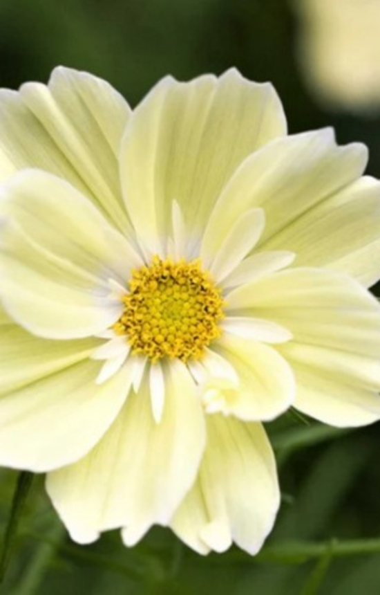 Cosmos bipinnatus 'Xanthos'