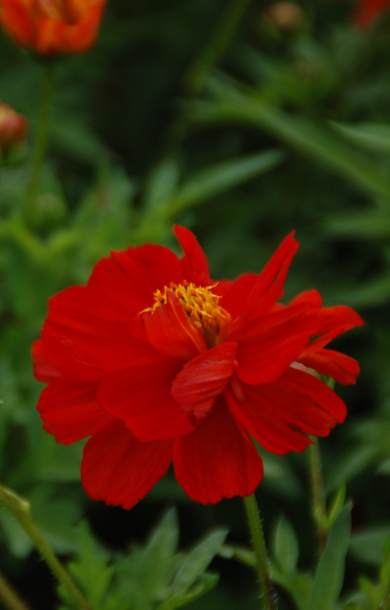 Cosmos sulphureus 'Brightness Red'