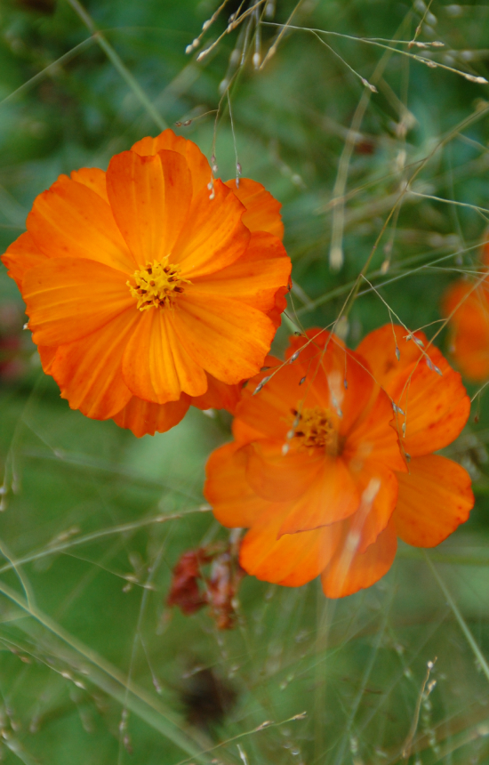 Cosmos sulphureus 'Sunset Orange'