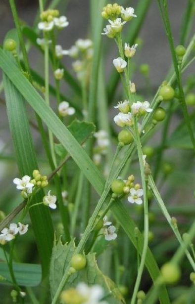 [AC-028] Crambe abyssinica 