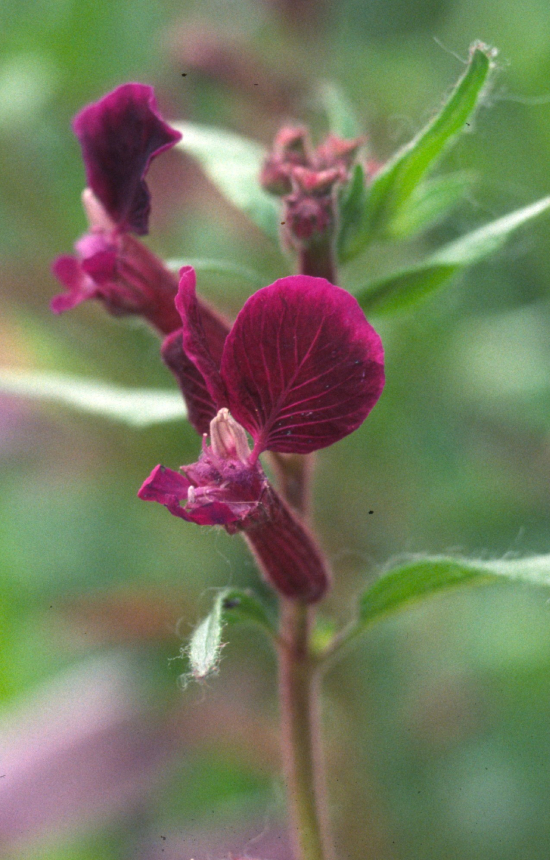 [EC-515] Cuphea lanceolata 'Purple Passion'