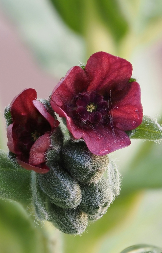 Cynoglossum officinale 