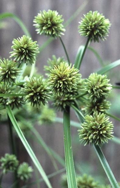 Cyperus glaber  