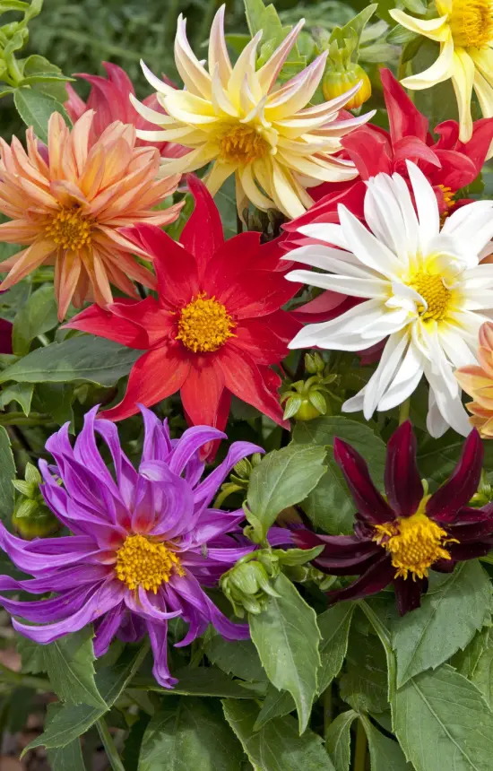 Dahlia variabilis 'Dwarf Cactus Flower Mix'