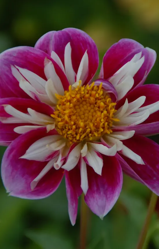 Dahlia variabilis 'Dandy Mix'