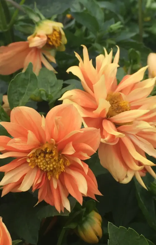 Dahlia variabilis 'Sunny Reggae'