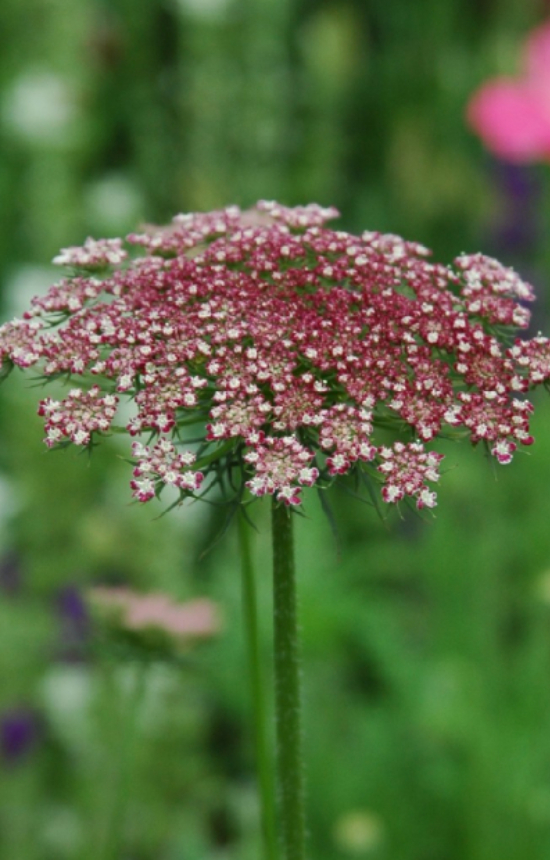 [ED-513] Daucus carota 'Dara' 